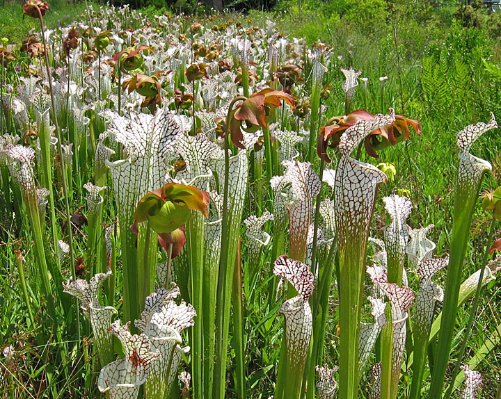 pitcher_plants