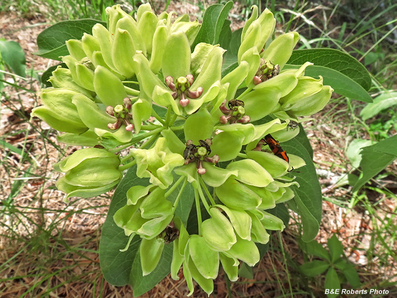 Asclepias_viridis