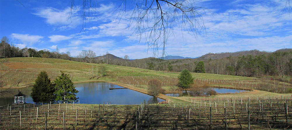 Vineyard_pano