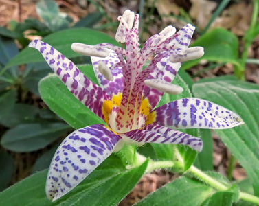 Toad_Lily