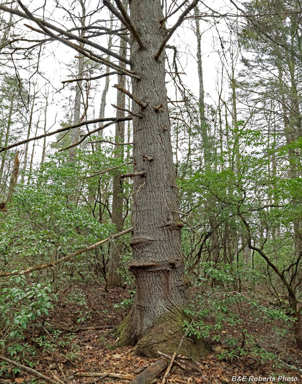 Big_Hemlock
