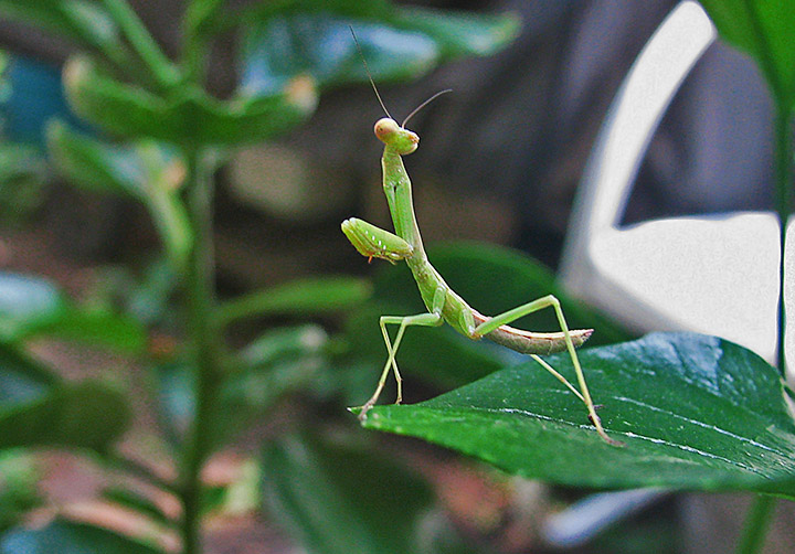 Praying_Mantis
