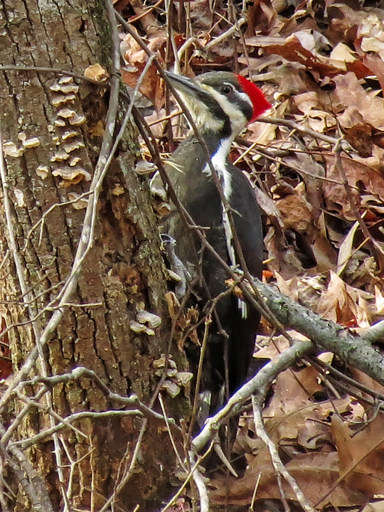 Pileated