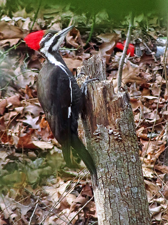 Pileated