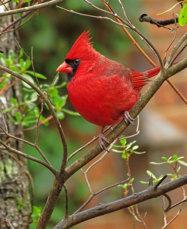 Cardinal