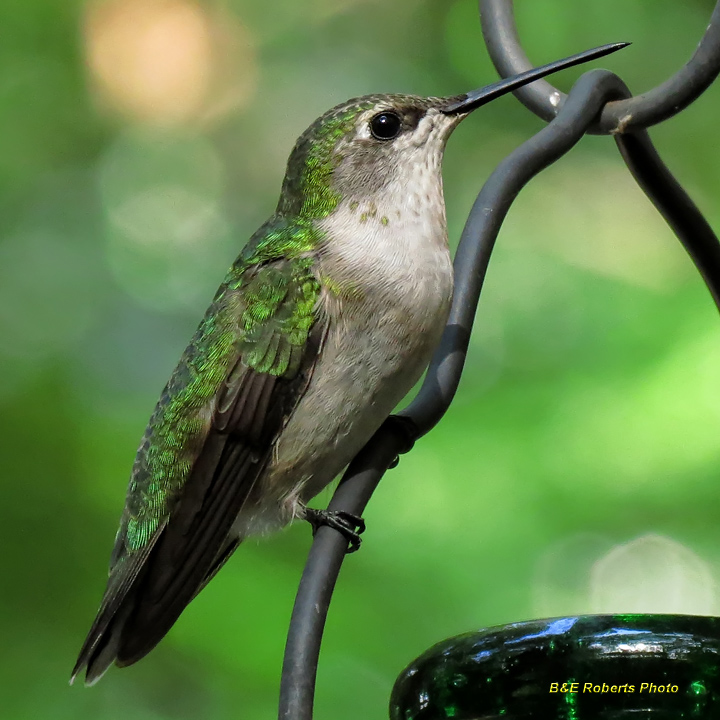 Hummer_female