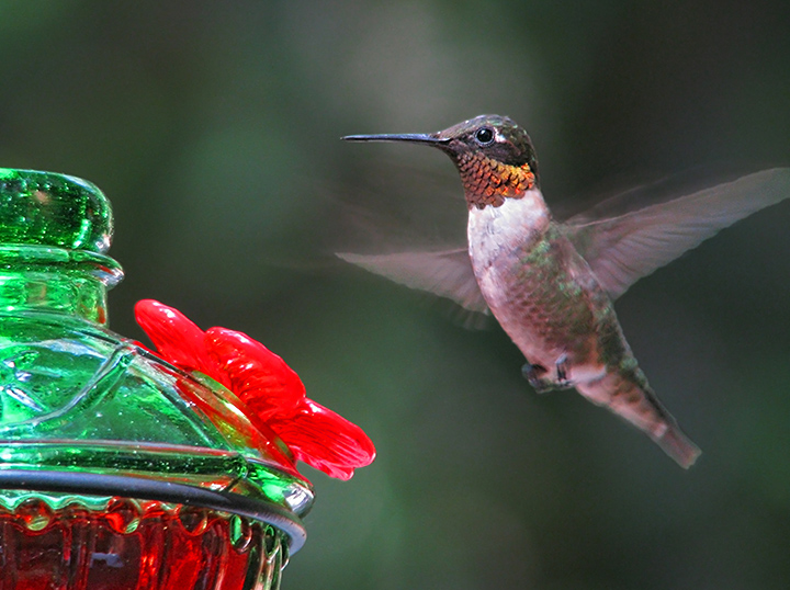Male_hummingbird