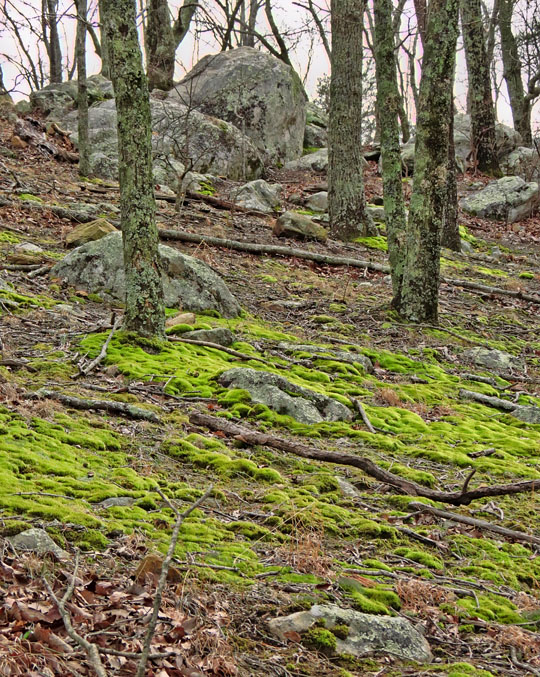 Mossy_hillside