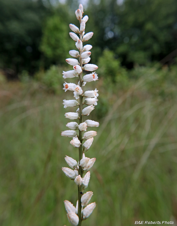 Platanthera_ciliaris
