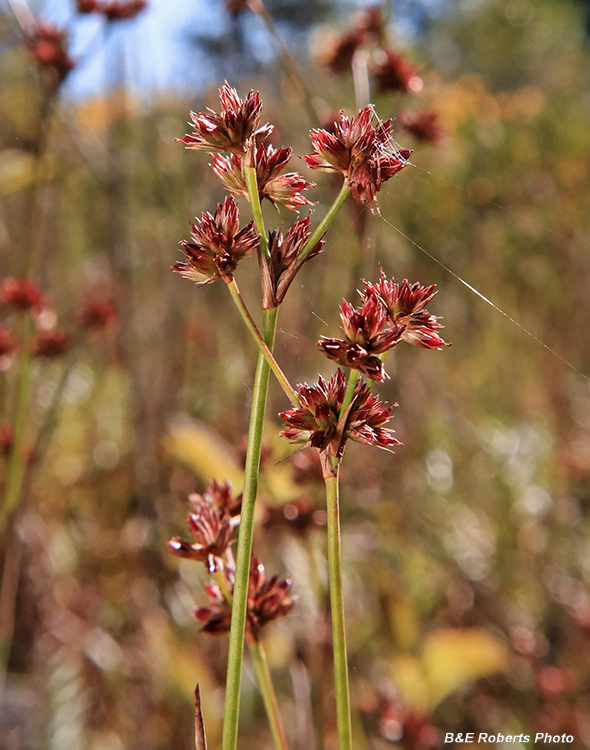 Juncus_canadensis