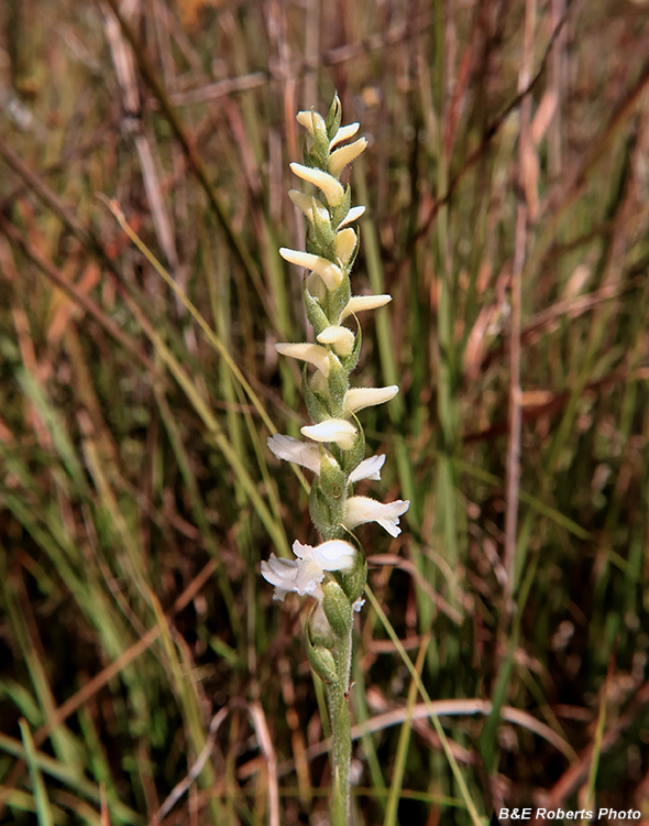 Spiranthes