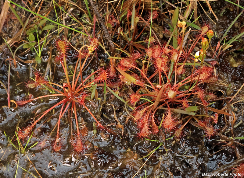 Drosera