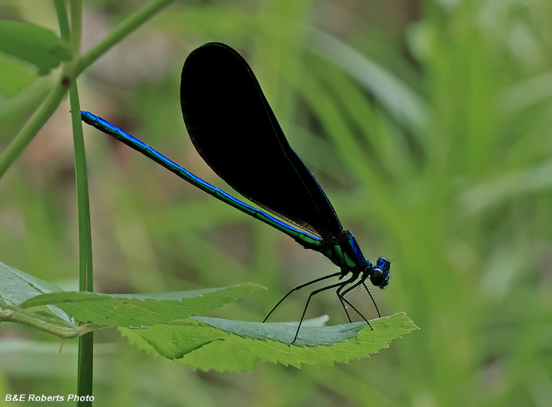 Ebony_Jewelwing