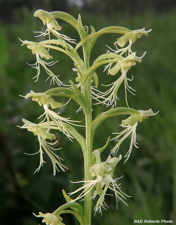 Platanthera_lacera