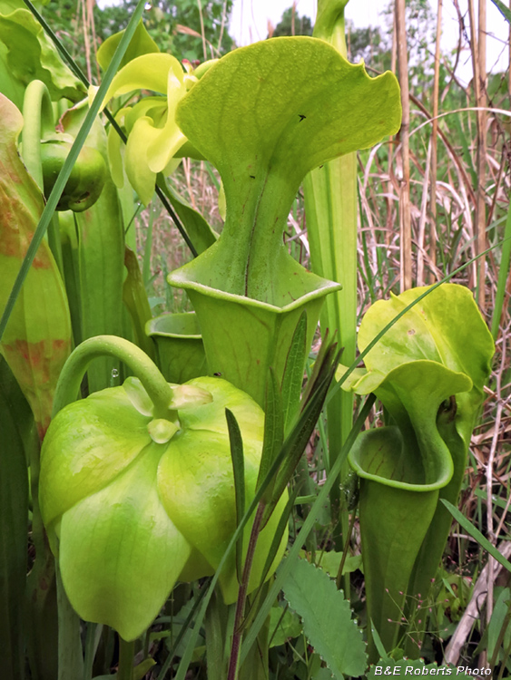 Sarracenia