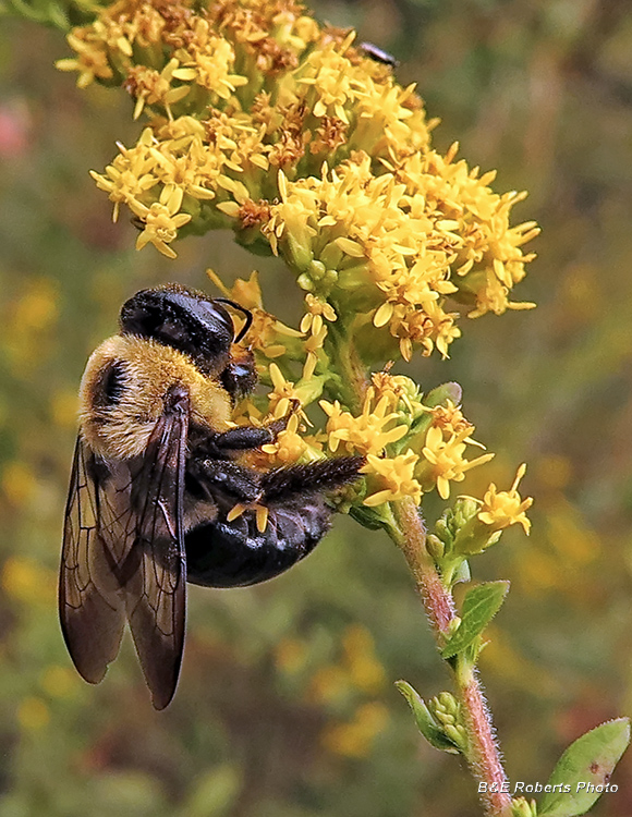 bee_on_solidago