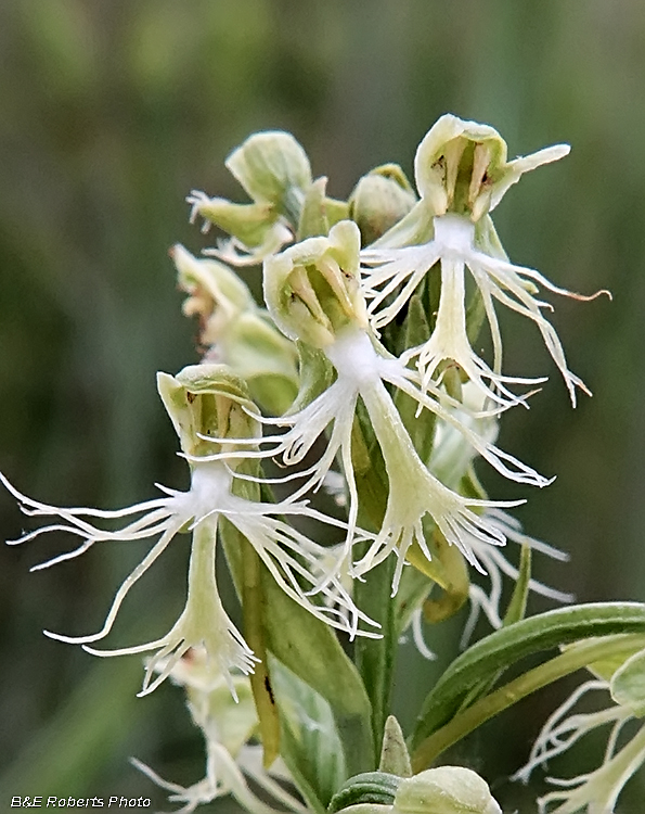 Platanthera_lacera