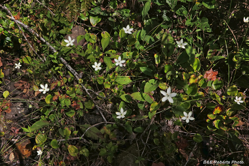 Parnassia_grandifolia