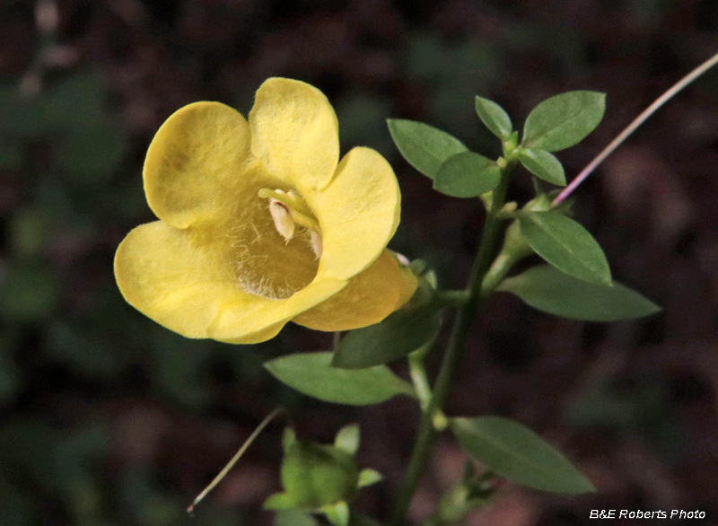 Aureolaria_laevigata