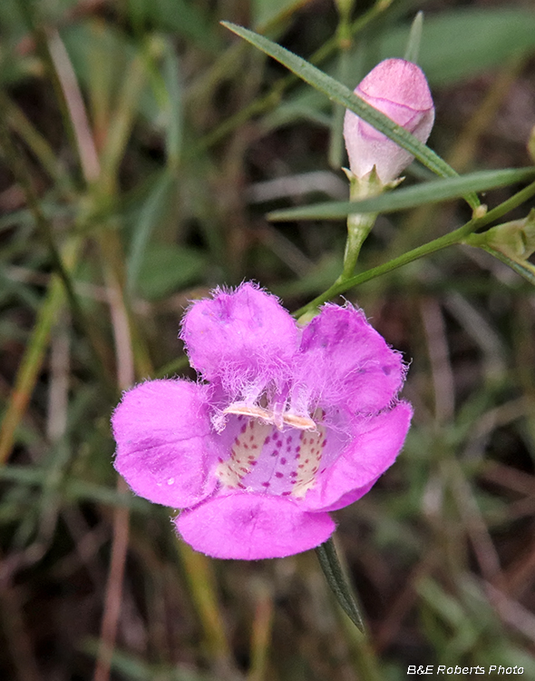Agalinis_purpurea