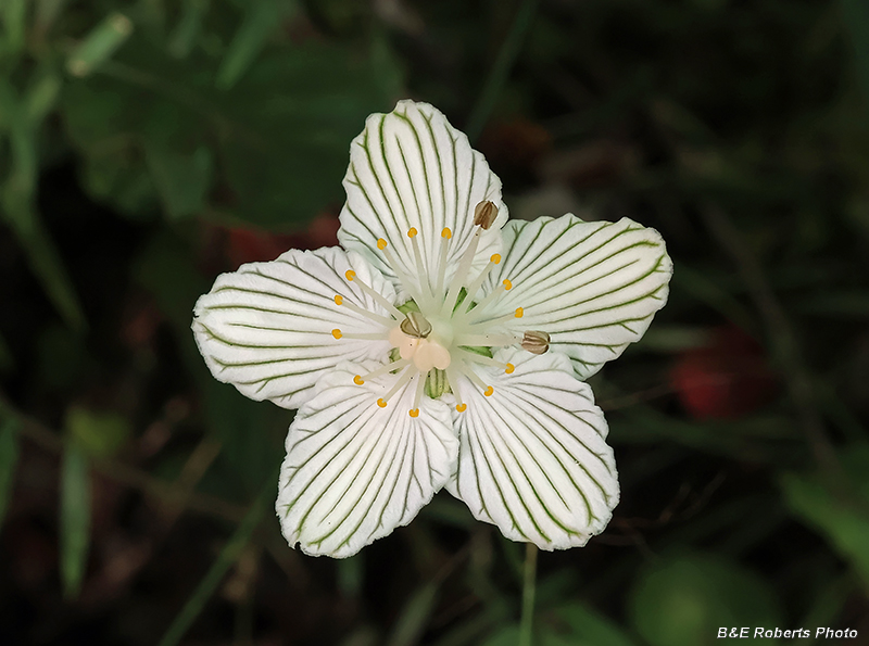 Parnassia_asarifolia
