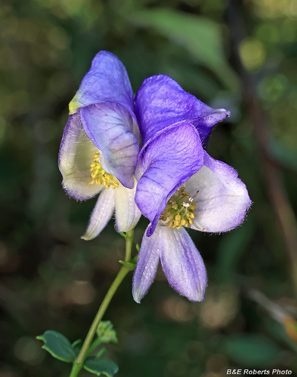 Monkshood