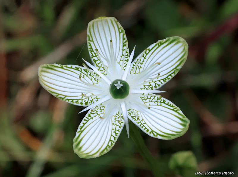 Parnassia_grandifolia