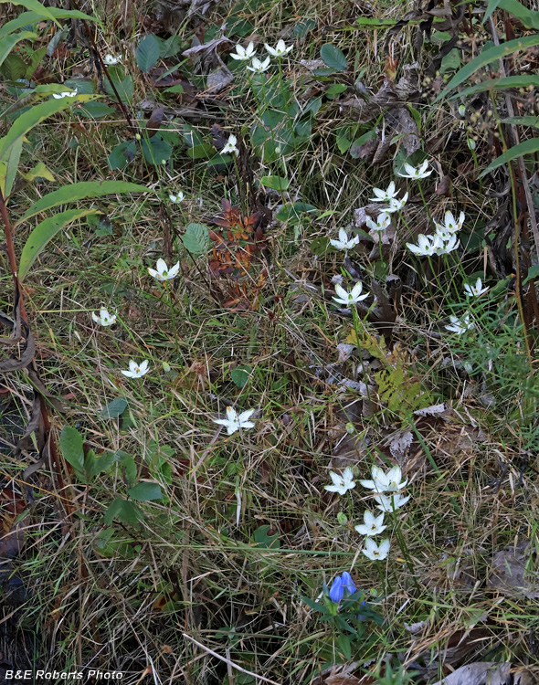 Parnassia