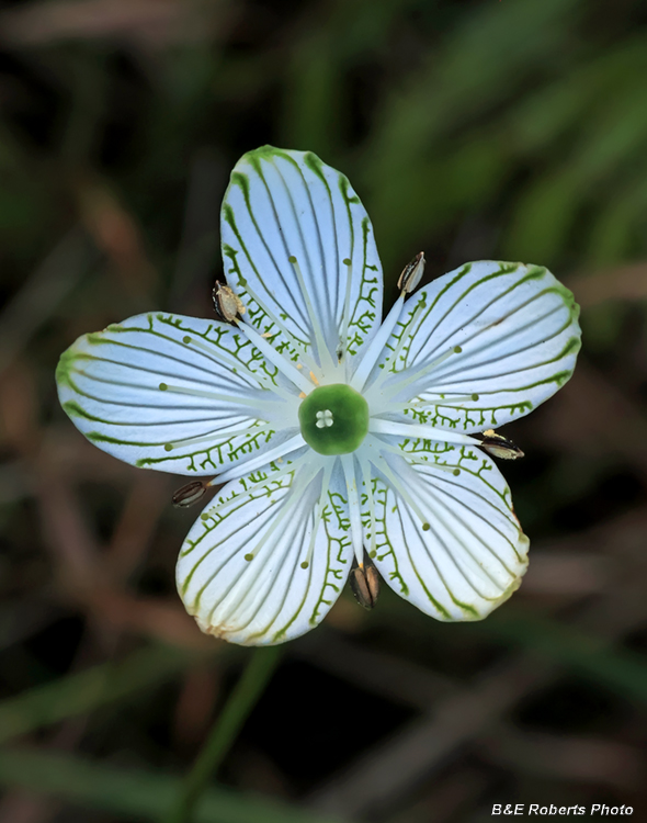 Parnassia