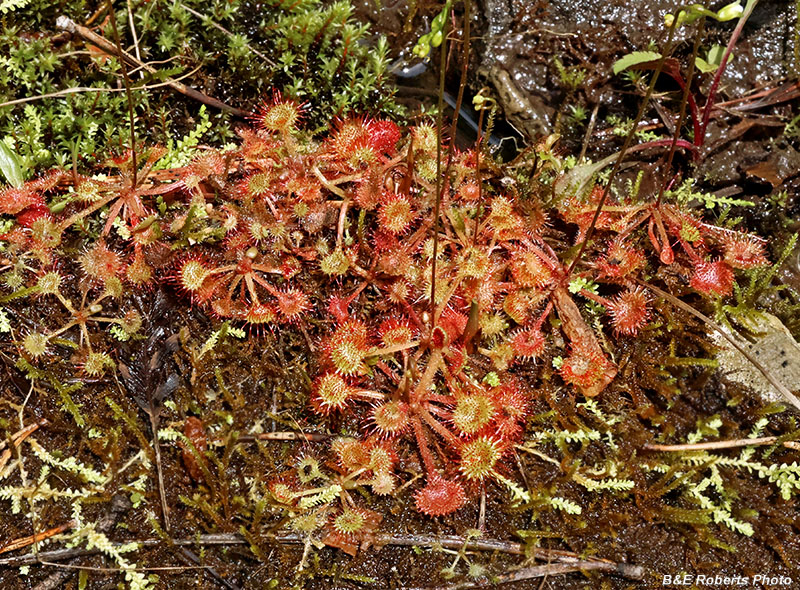 Drosera
