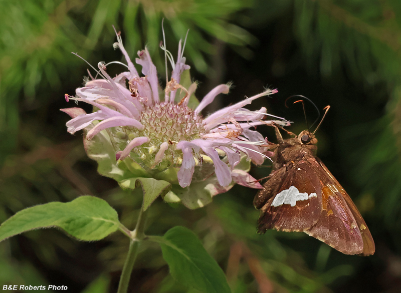 Skipper_on_Monarda