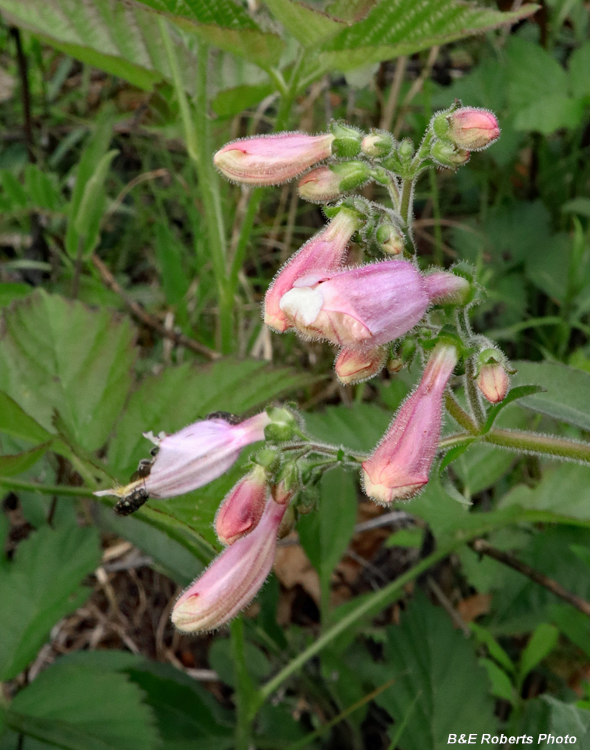 Beardtongue