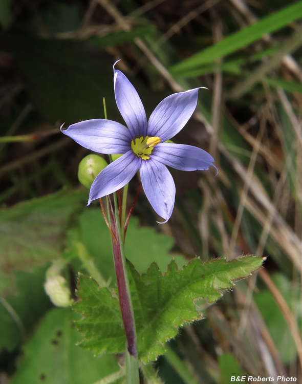 Blue_eyed_grass