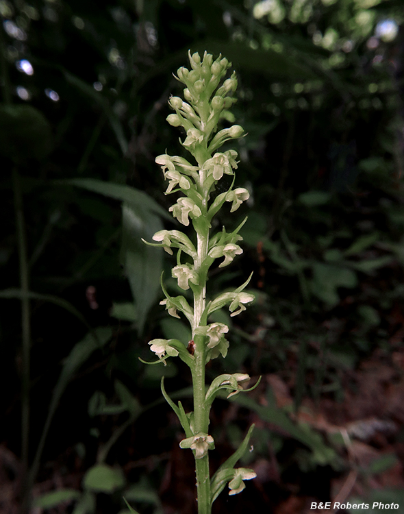 Platanthera_herbiola