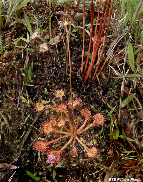 Drosera