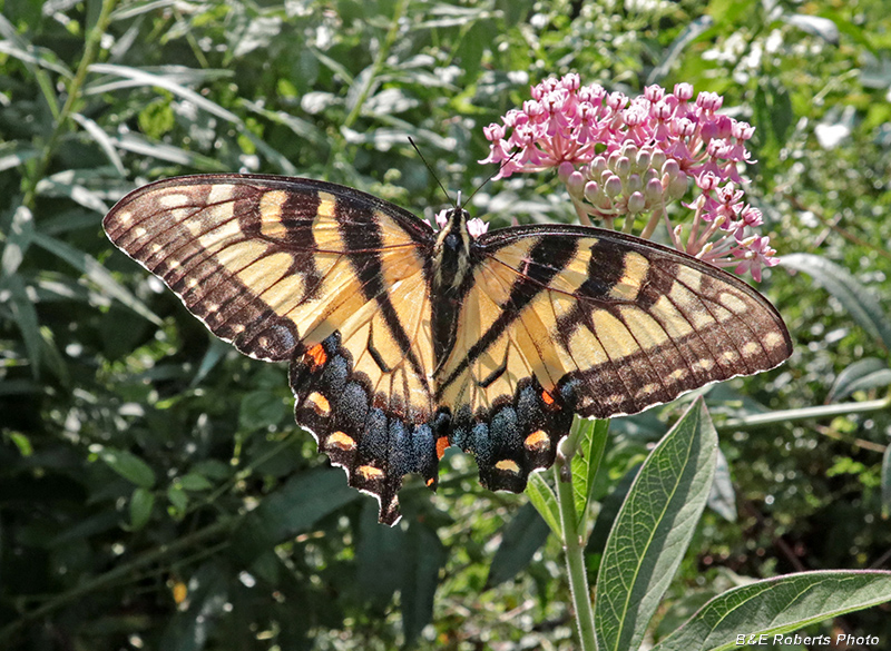 Eastern_Tiger_Swallowtail_female
