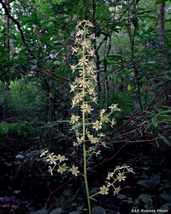 Melanthium_virginicum