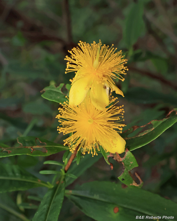St_John_Wort