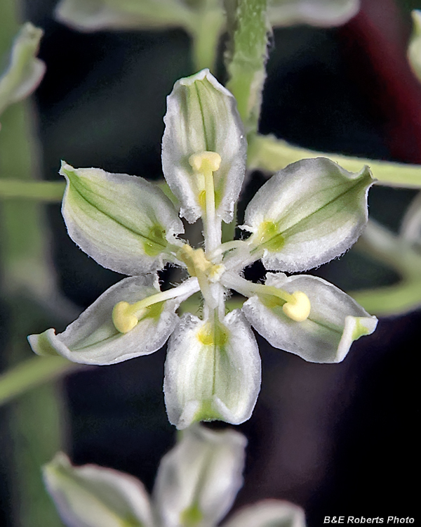 Melanthium_virginicum