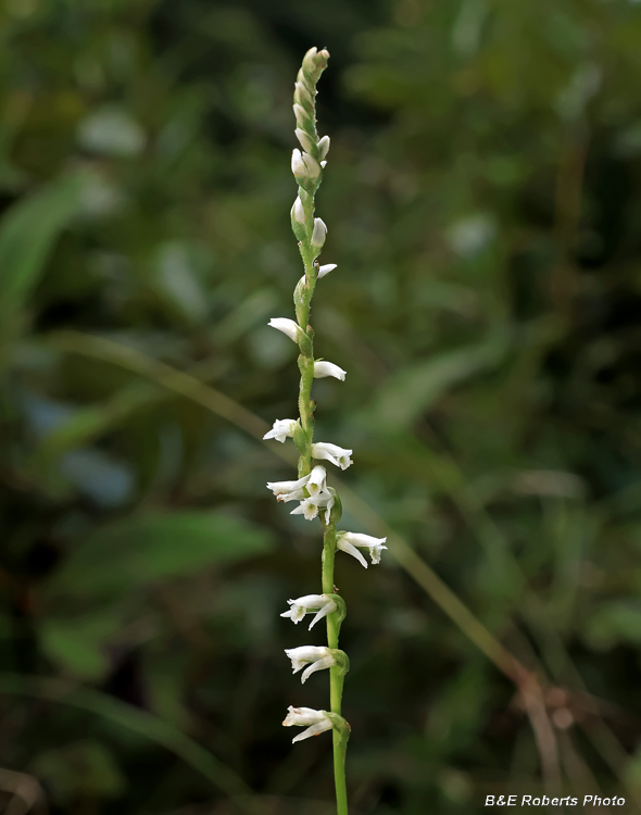Spiranthes