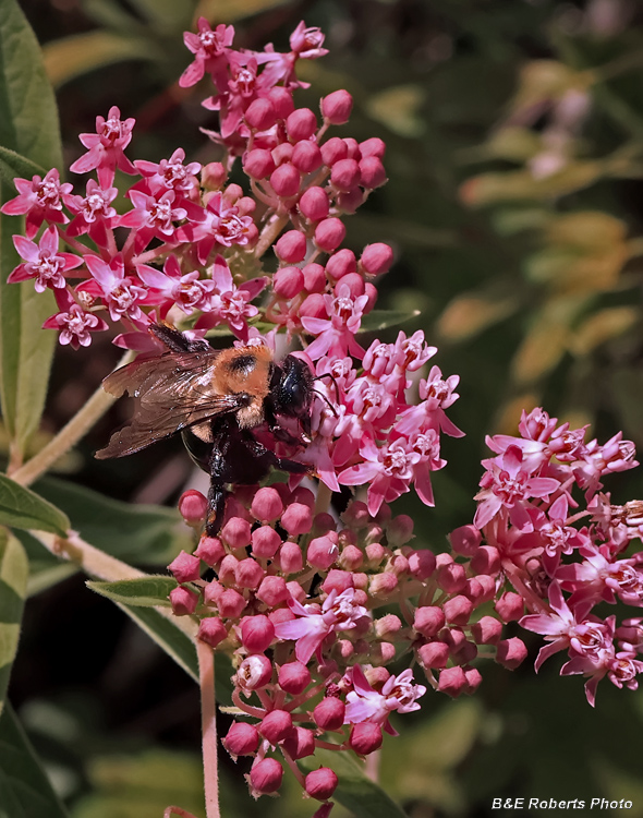 Asclepias_incarnata