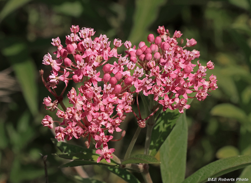 Asclepias_incarnata