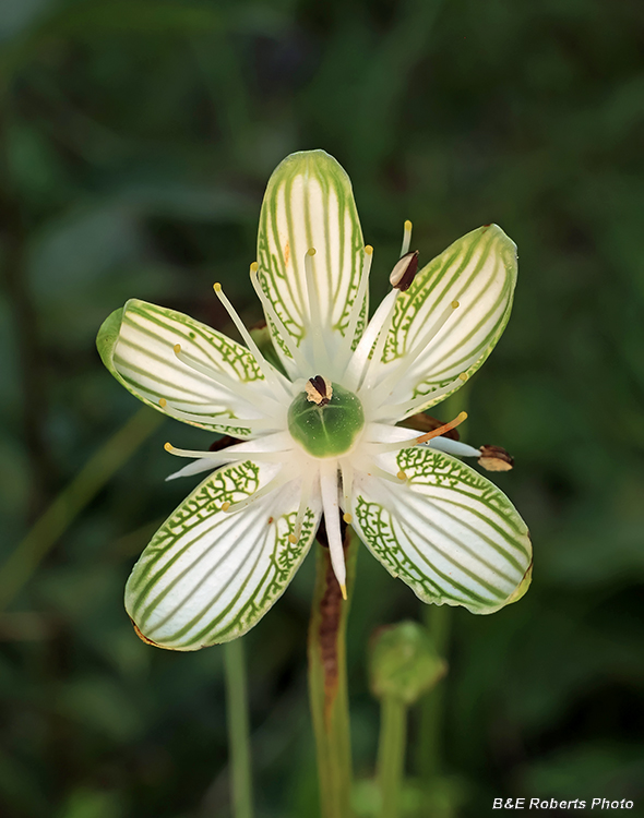 Parnassia_grandifolia