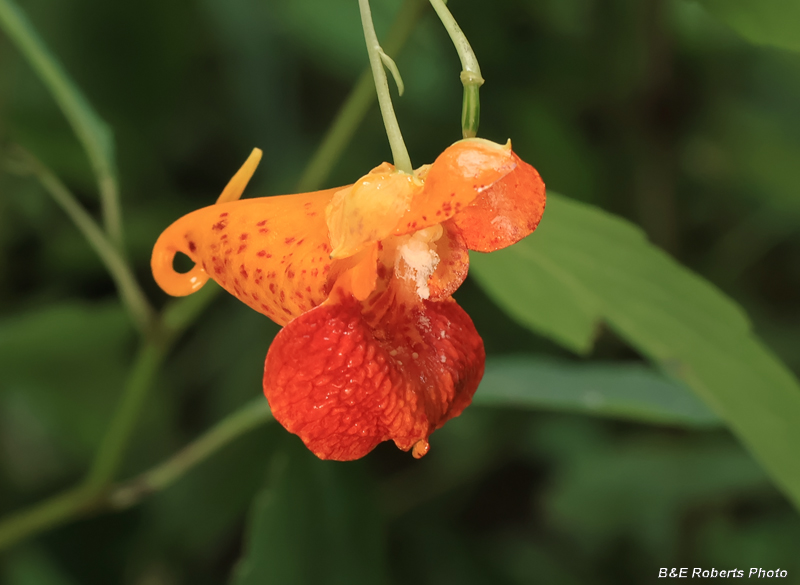 Jewelweed