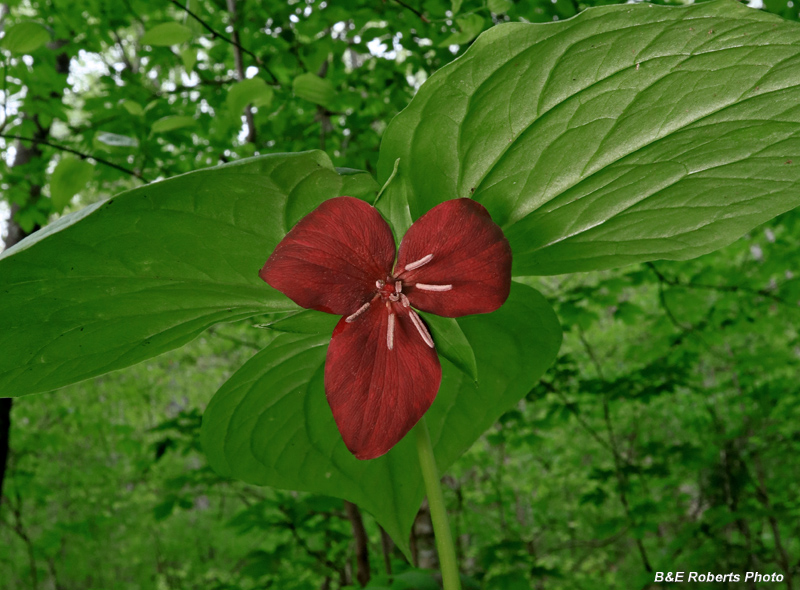 Trillium_vaseyi
