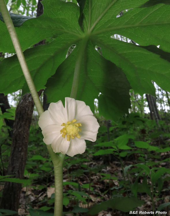 Mayapple