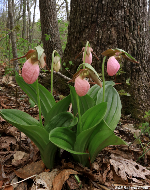 Pink_Lady_Slippers