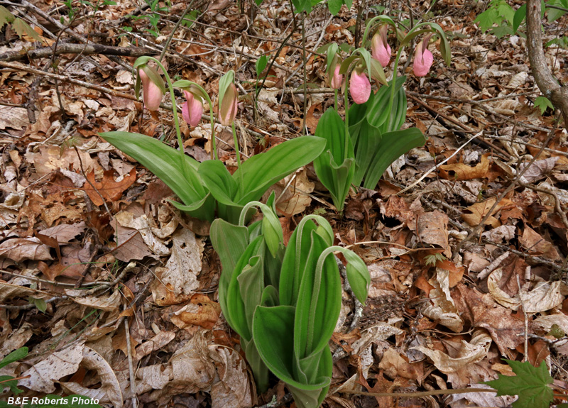 Pink_Lady_Slippers