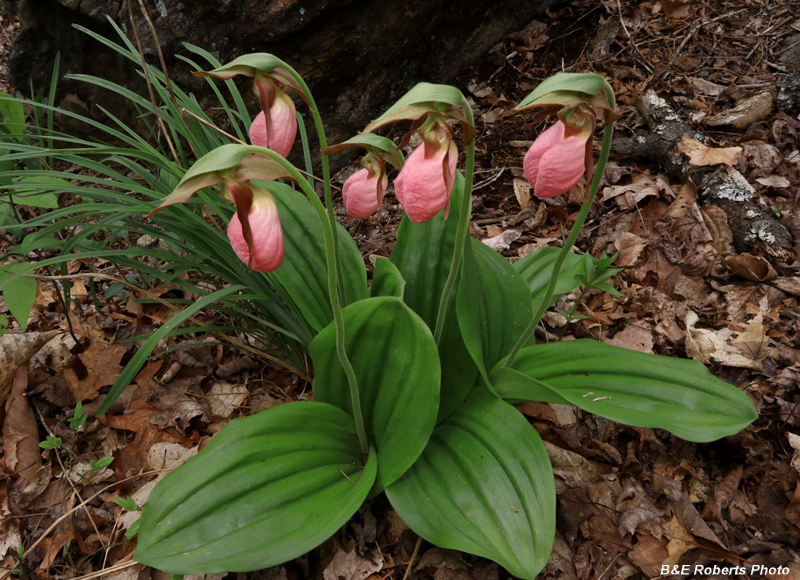 Pink_Lady_Slippers