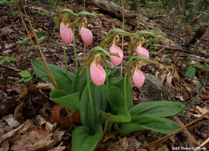 Pink_Lady_Slippers